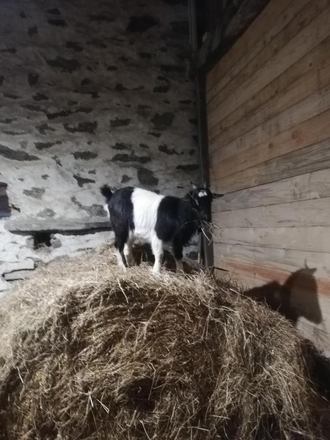 Hotel La Colline Des Hauts Bocages Vendeens Mouchamps Zewnętrze zdjęcie